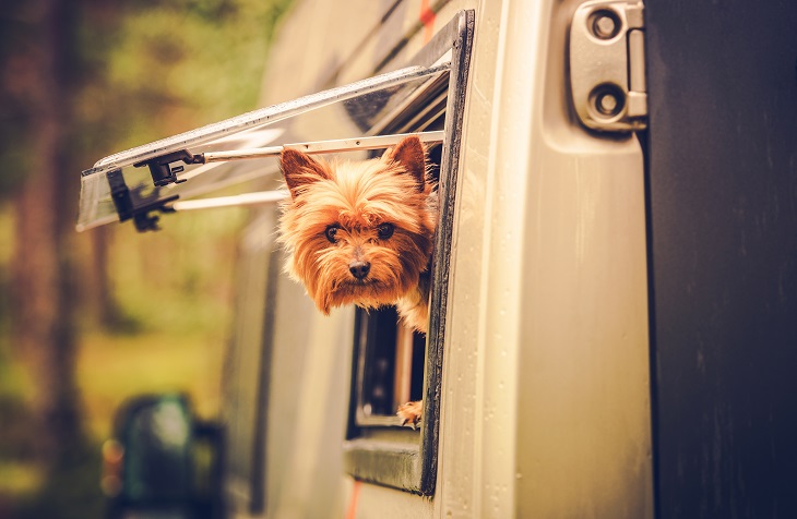 Campingplätze sind ebenfalls ein tolles Reiseziel mit dem Hund. (Foto: shutterstock.com / Virrage Images)