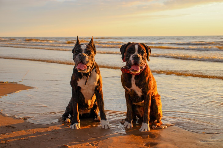 Die Ostsee bietet viele schöne Strände für den Urlaub mit dem Vierbeiner. (Foto: shutterstock.com / Jelizaveta Nikolajeva) 