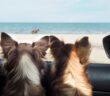 Ferienhaus mit Hund: Hier sind Familien mit Haustieren willkommen (Foto: shutterstock.com / ketteimages)