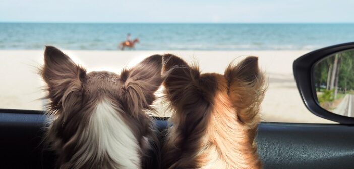 Ferienhaus mit Hund: Hier sind Familien mit Haustieren willkommen (Foto: shutterstock.com / ketteimages)