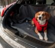 Ferienwohnung mit Hund: Tipps für einen großartigen Urlaub (Foto: shutterstock.com / Viktoriia Bu)