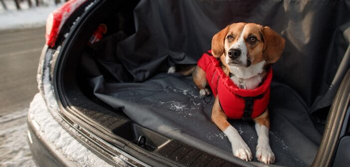 Ferienwohnung mit Hund: Tipps für einen großartigen Urlaub (Foto: shutterstock.com / Viktoriia Bu)