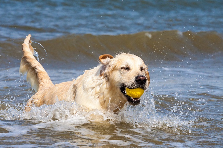 Hundestrände sind das Highlight schlechthin für den Vierbeiner. (Foto: shutterstock.com / Phil Stev)