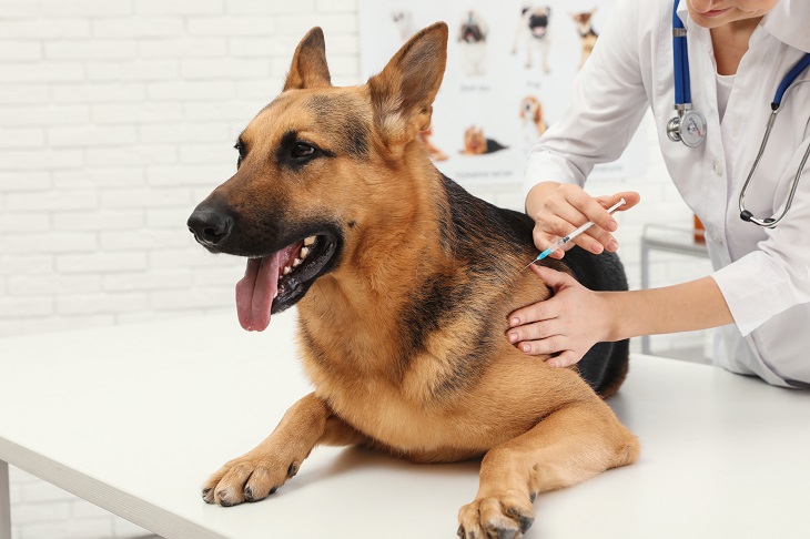 Der Tierarzt gibt Auskunft, welche Impfungen beim Hund wichtig sind. (Foto: shutterstock.com / New Africa)