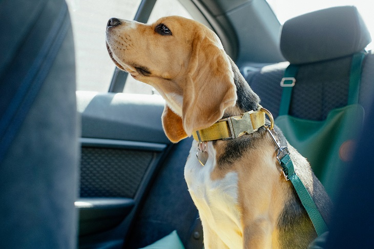 Mit dem Auto zu reisen ist für den Vierbeiner am angenehmsten. (Foto: shutterstock.com / Nina Buday)