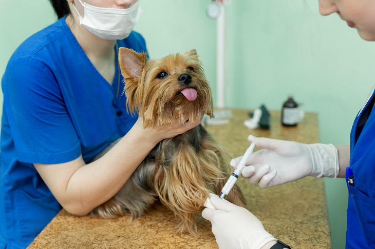 Der Check beim Tierarzt ist vor einer Reise besonders wichtig. (Foto: shutterstock.com / Studio Peace)