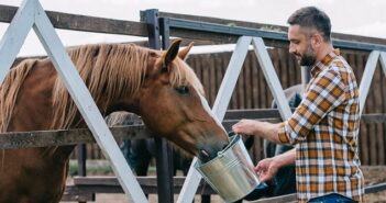 Pferdenarren: Gutes Futter ist das A und O für Gesundheit und Leistungsfähigkeit ( Foto: Shutterstock- LightField Studios )