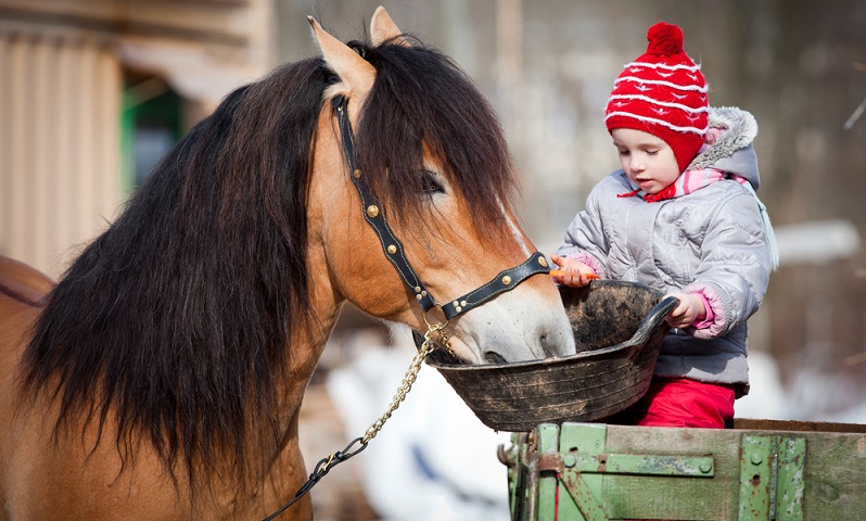 Auch kleine Kinder haben Spaß daran ein Pferd zu füttern. (Bildnachweis: Shutterstock- Alexia Khruscheva)