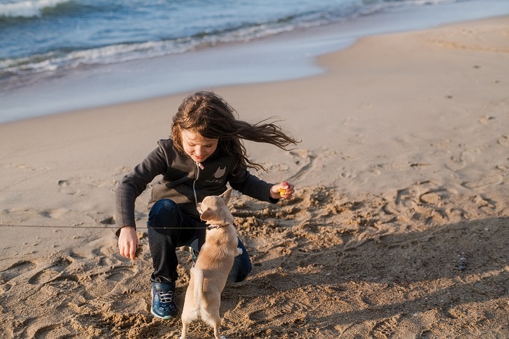 Urlaub an mit dem Hund an der Nordsee ist nicht nur für den Vierbeiner ein tolles Erlebnis. (Foto: shutterstock.com / Maria Simonova)