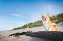 Urlaub mit Hunden: Abwechslungsreiche Urlaubsziele in Deutschland (Foto: shutterstock.com / Jus_Ol)