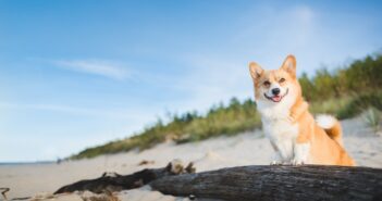 Urlaub mit Hunden: Abwechslungsreiche Urlaubsziele in Deutschland (Foto: shutterstock.com / Jus_Ol)