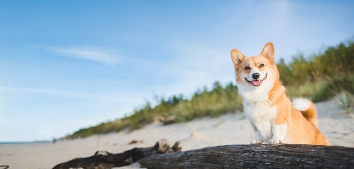 Urlaub mit Hunden: Abwechslungsreiche Urlaubsziele in Deutschland (Foto: shutterstock.com / Jus_Ol)