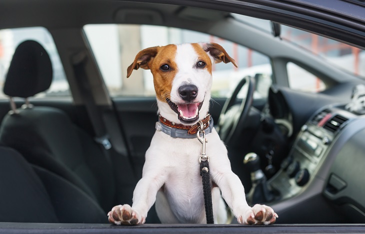 Bei der Reise mit dem Auto muss der Hund ausreichend gesichert sein. (Foto: shutterstock.com / KAZLOVA IRYNA)