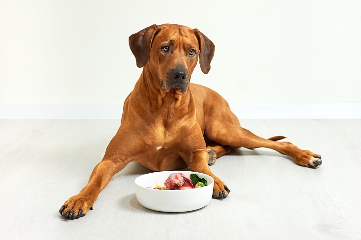 Bei falschem BARFen entsteht schnell eine Mangelernährung. (Foto: shutterstock.com / Zontica)