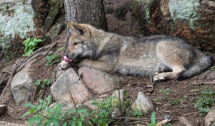 Der Wolf ernährt sich zwar ursprünglich, dennoch ist seine Lebenserwartung im Vergleich zu Hunden eher gering. (Foto: shutterstock.com / sarah Tee)