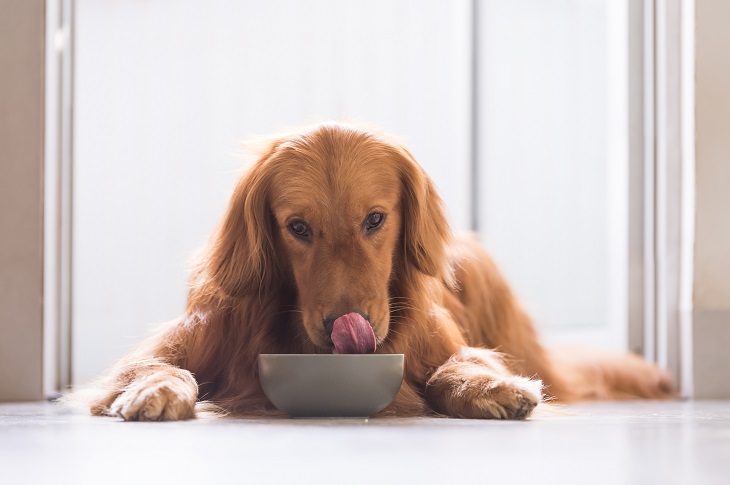 Nahrung aus der Fleischsaftgarung stellt die perfekte Alternative zum BARFen dar. (Foto: shutterstock.com / Chendongshan) 