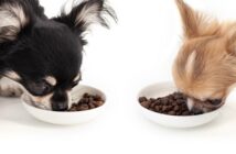 Gutes Trockenfutter für den Hund: Worauf kommt es an? (Foto: shu8tterstock.com / MaxStrogiy)