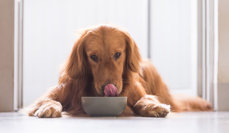 Gutes Futter für den Hund, damit er gesund und agil bleibt ( Foto: Shutterstock-_Chendongshan )
