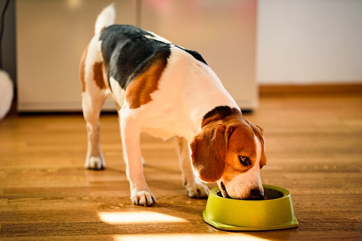 Nahrung aus der Fleischsaftgarung versorgt den Vierbeiner mit allem, was er braucht und ist deutlich risikoärmer als BARF. (Foto: shutterstock.com / Przemek Iciak)