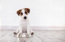 Hundefutter: Kaltgepresst für hohe Qualität? (Foto: shutterstock.com / Gladskikh Tatiana)