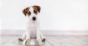 Hundefutter: Kaltgepresst für hohe Qualität? (Foto: shutterstock.com / Gladskikh Tatiana)