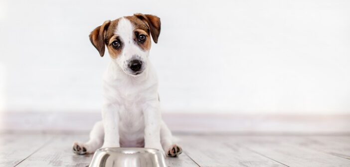 Hundefutter: Kaltgepresst für hohe Qualität? (Foto: shutterstock.com / Gladskikh Tatiana)