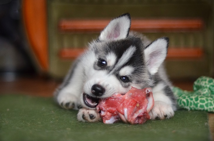 Hunde brauchen vor allem eins: Frischfleisch. Bei der Fleischsaftgarung wird dieses schonend zubereitet. (Foto:shutterstock.com / Hyper-Set)