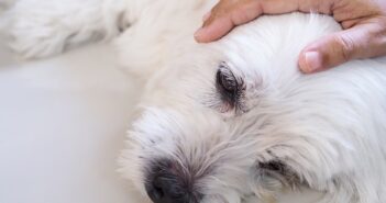 Einer tödlichen Magendrehung beim Hund vorbeugen? (Foto: shutterstock.com / Kittima05)