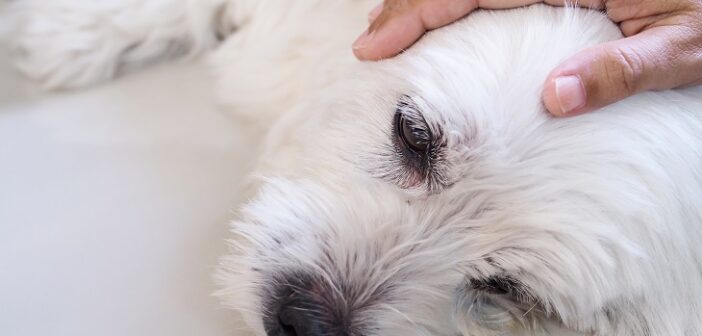 Einer tödlichen Magendrehung beim Hund vorbeugen? (Foto: shutterstock.com / Kittima05)