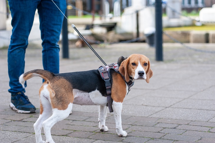 Bekommt der Vierbeiner nach dem Fressen keine Ruhephase, ist das Risiko einer Magendrehung deutlich höher. (Foto: shutterstock.com / Vasil Dakov)