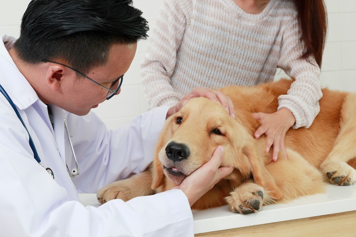 Leidet der Hund an einer Magendrehung muss er schnelsstens zum Tierarzt. (Foto: shutterstock.com / SOMKKU)