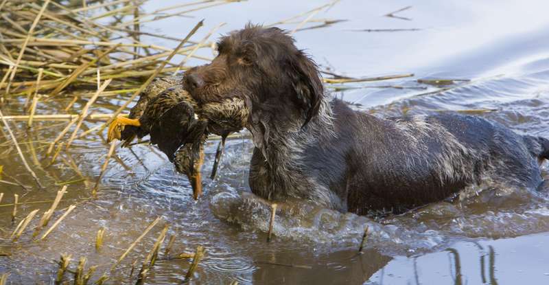 Ein Jagdhund sollte gerne ins Wasser gehen um das Wild an Land zu bringen ( Foto: Shutterstock -Richard Semik )