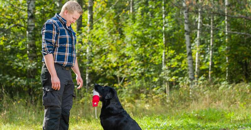 Ein guter, leistungsfähiger Jagdhund trainiert das ganze Jahr über und hat vor allem auch kein Übergewicht. ( Foto: Shutterstock-_Jari Hindstroem)