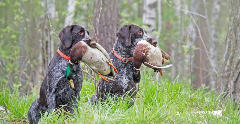 Wenn die Jagdsaison beginnt, beginnt für Jäger und ihre treuen, vierbeinigen Gefährten eine schöne und auch gefährliche Zeit. Gerade im Herbst, wenn alles ausgetrocknet ist, werden Hunde schnell mit Wildtieren verwechselt und versehentlich verletzt oder sogar getötet.  ( Fotolizenz- Shutterstock: SandraKoroleva94 )