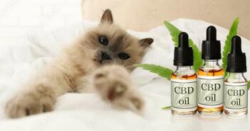 CBD für Katzen: 4 Tipps zur sinnvollen Anwendung ( Lizenzdoku : Adobe Stock-