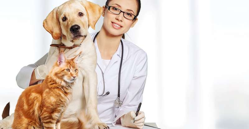 Versicherungen gibt es sowohl für Hund als auch Katze ( Foto: Shutterstock-Billion Photos )