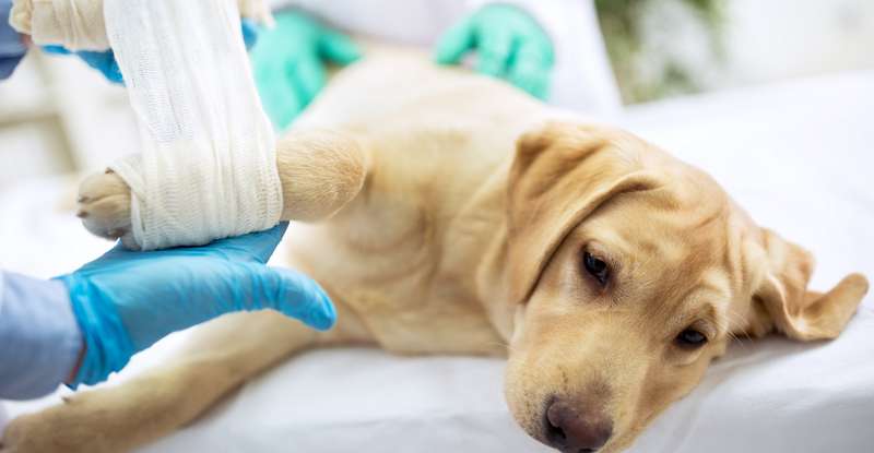 Gerade Hunde können durch nötige Operationen hohe Kosten verursachen. ( Foto: Shutterstock-didesign021)