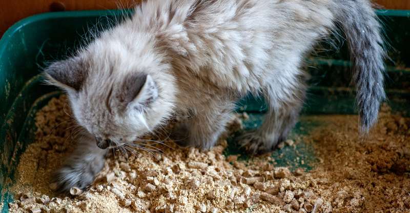 Das Katzenklo sollte auf jeden Fall an einem ruhigen Ort aufgestellt werden, wo die Katze sich sicher und entspannt fühlt. ( Foto: Adobe Stock- mironovm )