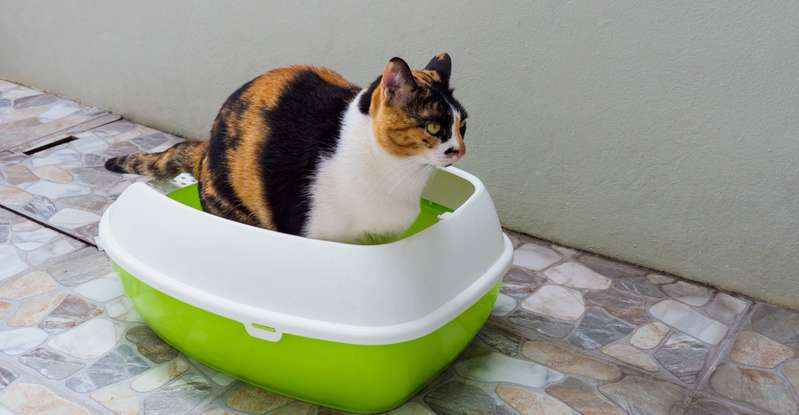  Je weniger die Katze trinkt, desto mehr Wasser wird der Nahrung aus dem Darm entzogen, um den Flüssigkeitsbedarf zu decken. ( Foto: Adobe Stock-Artaporn Puthikampol )