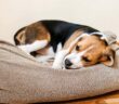 Gefährliche Wurmarten beim Hund: Wurmbefall bekämpfen und vorbeugen ( Lizenzdoku: Shutterstock - Iryna Imago )