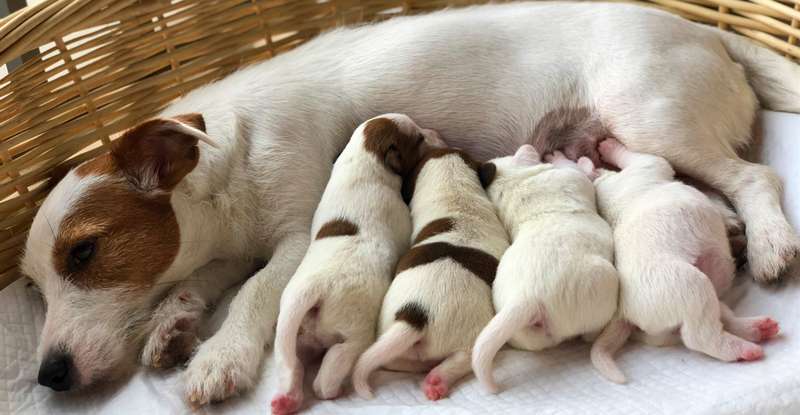 Es gibt Wurmarten, die werden schon von der Mutter an die ungeborenen Welpen übertragen. ( Lizenzdoku: Shutterstock- Mia Hao_)
