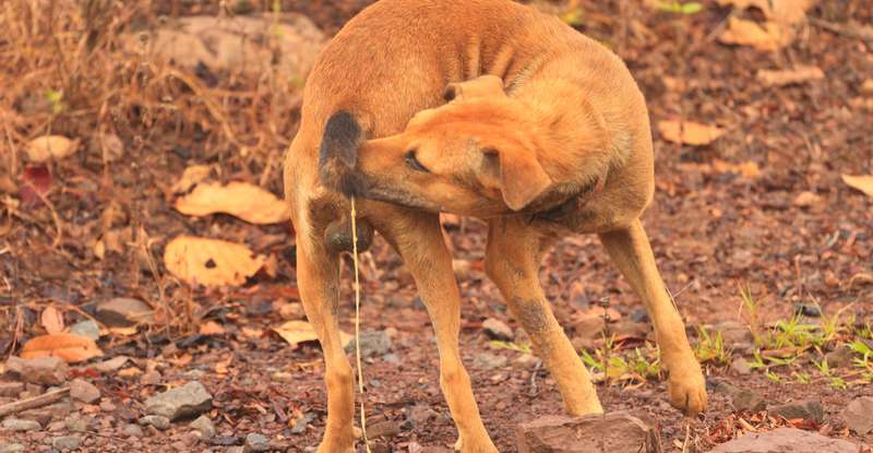 Angesichts der Auswirkungen, die Würmer auf die Fellnasen haben, ist es wichtig, diese Parasiten zu bekämpfen und rechtzeitig dafür zu sorgen, dass sie keine Gefahr mehr darstellen. ( Lizenzdoku: Shutterstock-maxontravel_)