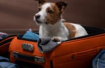 Verreisen mit Hund: Sicherheit und Schutz für den Vierbeiner ( Foto: Shutterstock dezy )