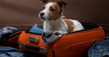 Verreisen mit Hund: Sicherheit und Schutz für den Vierbeiner ( Foto: Shutterstock dezy )