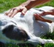 Optimales hundefutter - Die besten Optimales hundefutter unter die Lupe genommen!