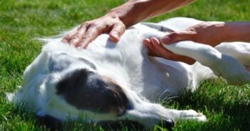 Berufsbild Tierheilpraktiker: Die Alternative zum Veterinärmediziner ( Foto: Adobe Stock-Roland Gruenewald )