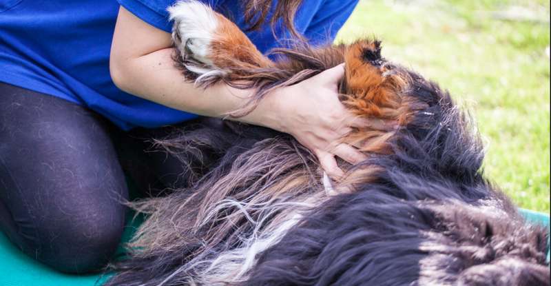 Das Berufsbild des Tierheilpraktikers legt es nahe: Eine der wichtigsten Voraussetzungen für die Tätigkeit ist die Liebe zum Tier. ( Foto: Adobe Stock- Lilli )