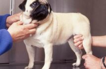 Die Rangliste unserer favoritisierten Futter für französische bulldogge