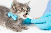 Bandwurm bei Katze: ob Hauskatze oder Freigänger jede kann eine Infektion bekommen ( Foto: Adobe Stock - Zarina Lukash )