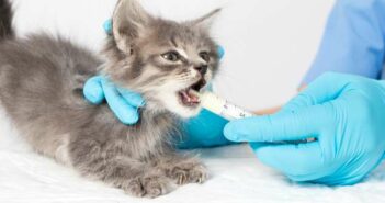 Bandwurm bei Katze: ob Hauskatze oder Freigänger jede kann eine Infektion bekommen ( Foto: Adobe Stock - Zarina Lukash )